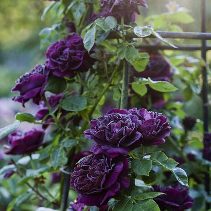 climbing rose flowers growing on wall garden, colorful blooms, India