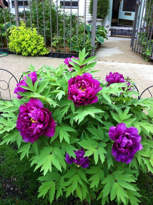 purple peony flowers blooming ornamental garden India