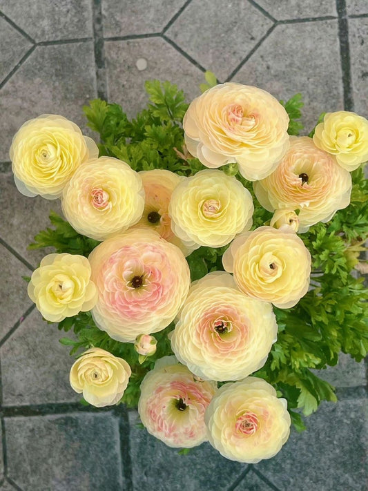 daffodil flower bulbs for spring garden yellow blooming plant