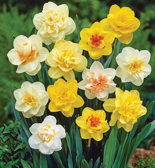 Multicolor daffodil flower bulbs in assorted varieties