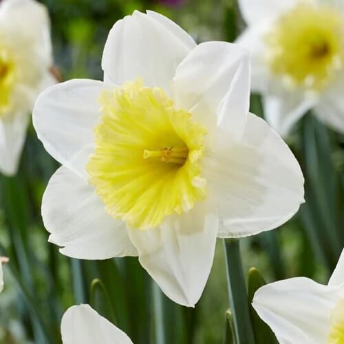 White Lion daffodil flower bulbs with double white blooms