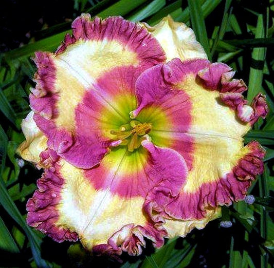 daylily flowers colorful blooming garden plant India