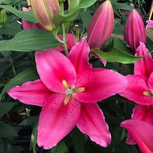 double oriental lily flower bulbs fragrant large bloom garden flowers