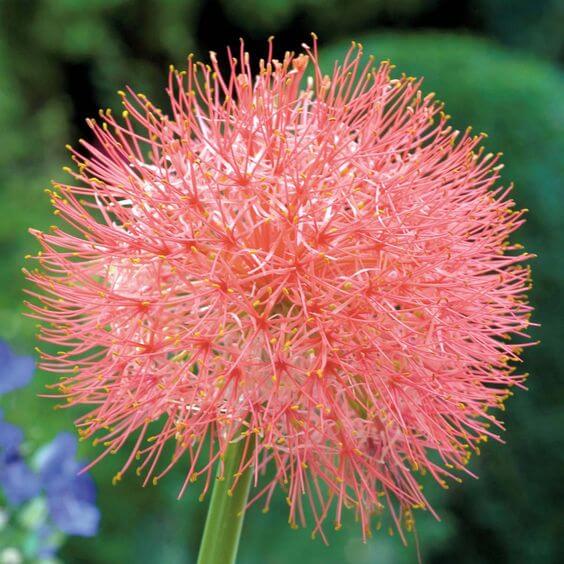 football lily flower Football Lily Bulbs