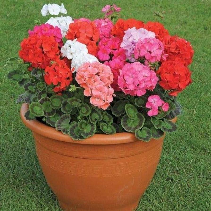 geranium flower seeds online india Buy Geranium Flower Seeds Online