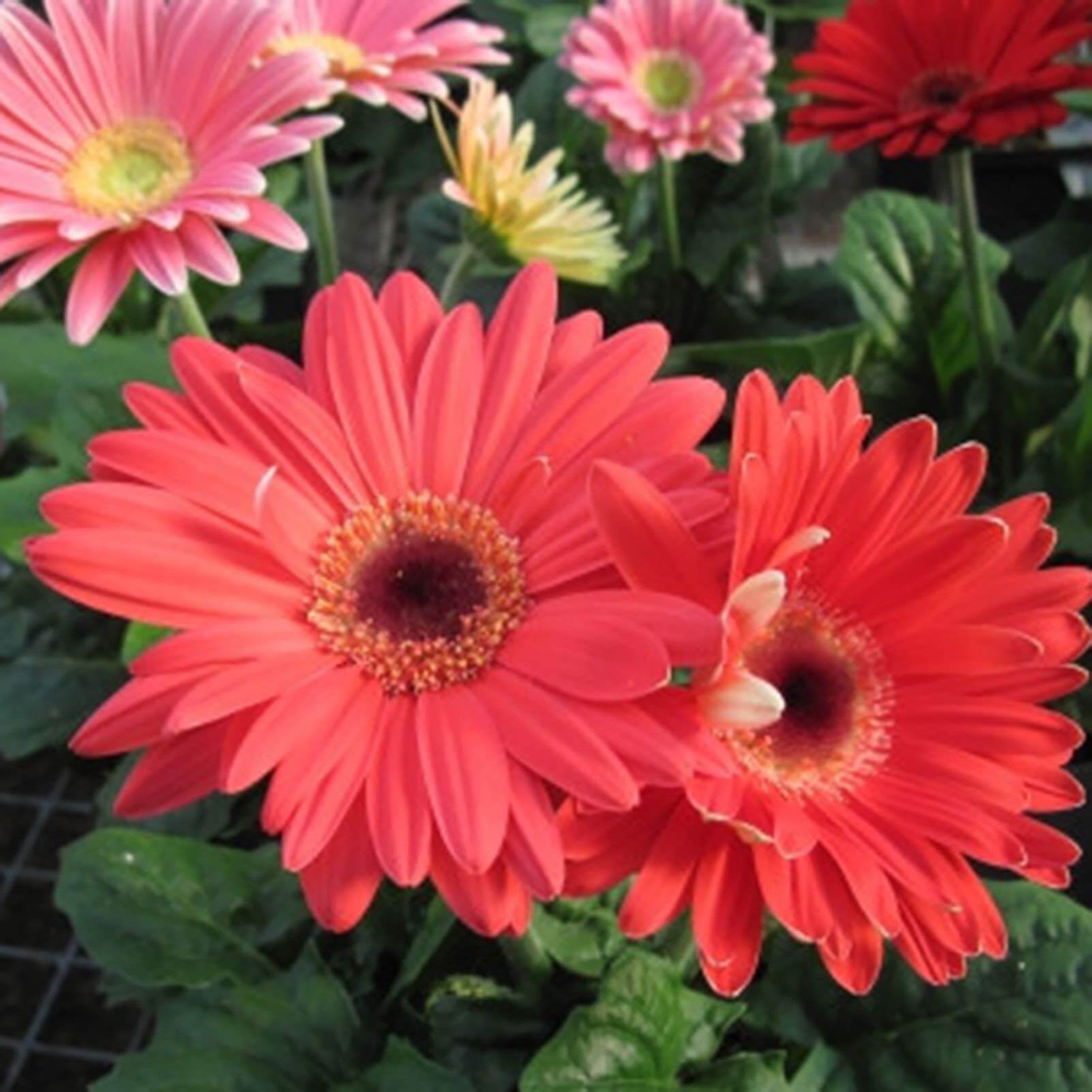 gerbera flower seeds Buy Gerbera Flower Seeds Online in India