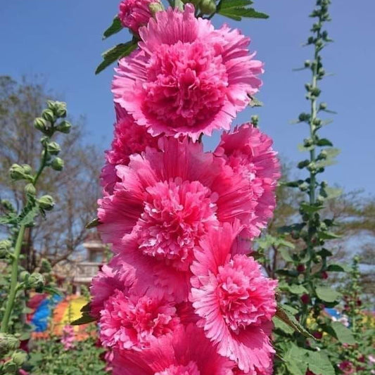 hollyhock double flower seeds tall colorful garden flowers