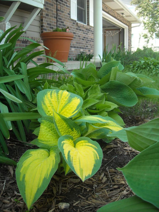 hosta lily flowering plant growing in shade garden India