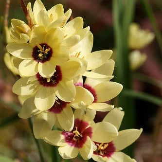 ixia flower bulbs, African lily mixed colors for home garden