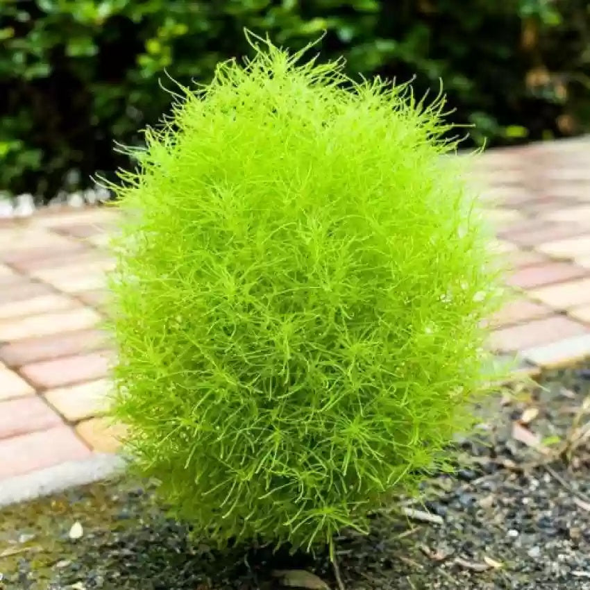 kochia plant seeds Buy Kochia Green Bush Flower Seeds Online