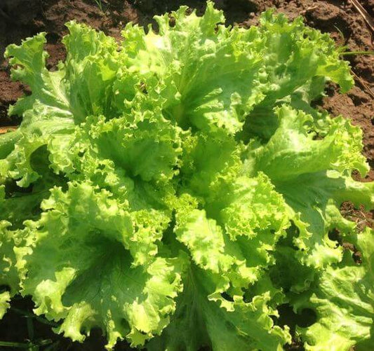 Lettuce Ice brag Imported Vegetable seeds 40-50