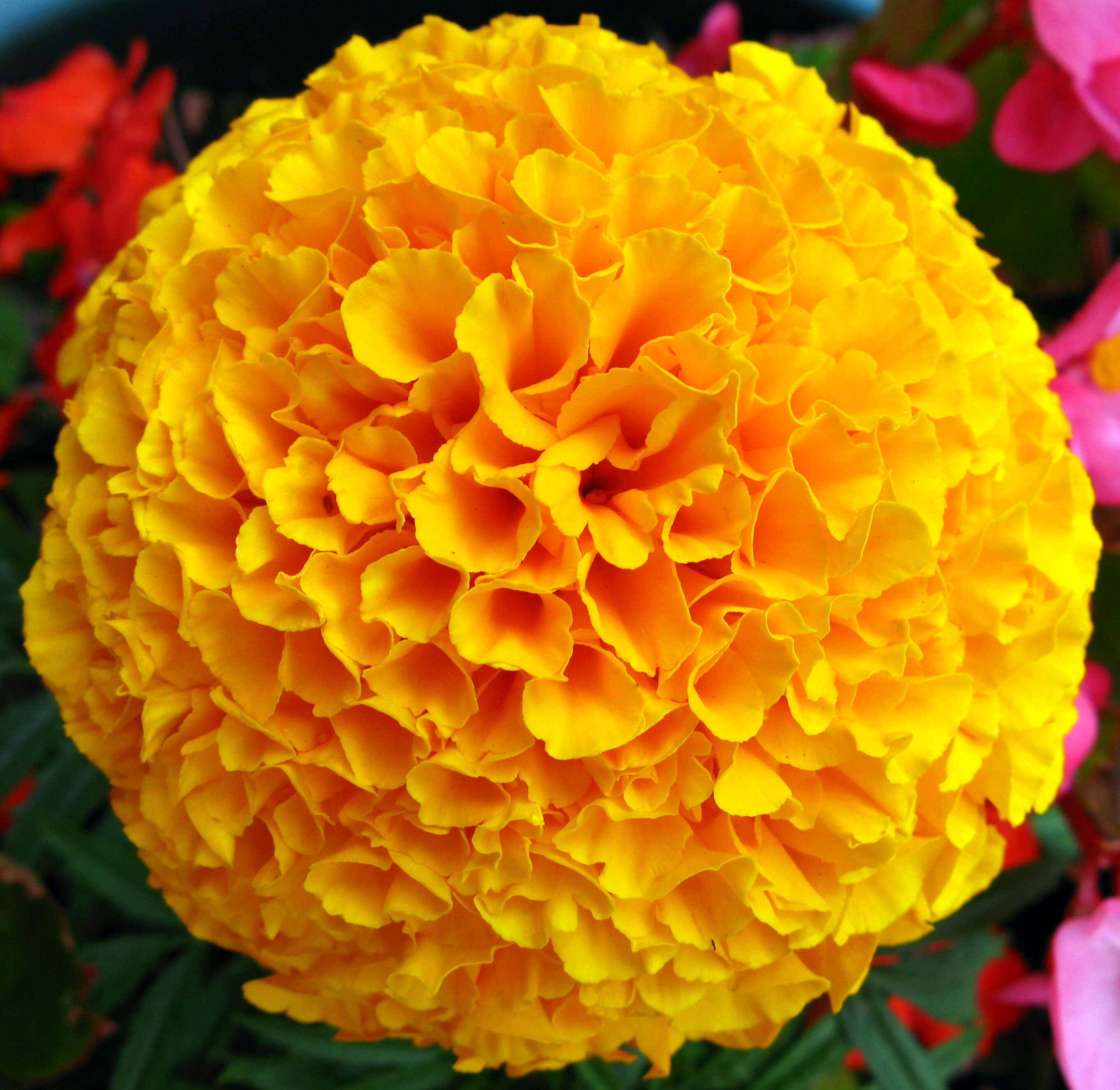 inca marigold seeds Buy Marigold Inca Yellow Flower Seeds Online