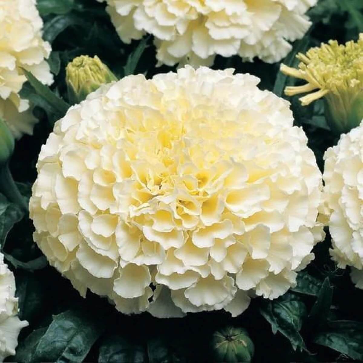white marigold seeds Buy Marigold White Flower Seeds Online