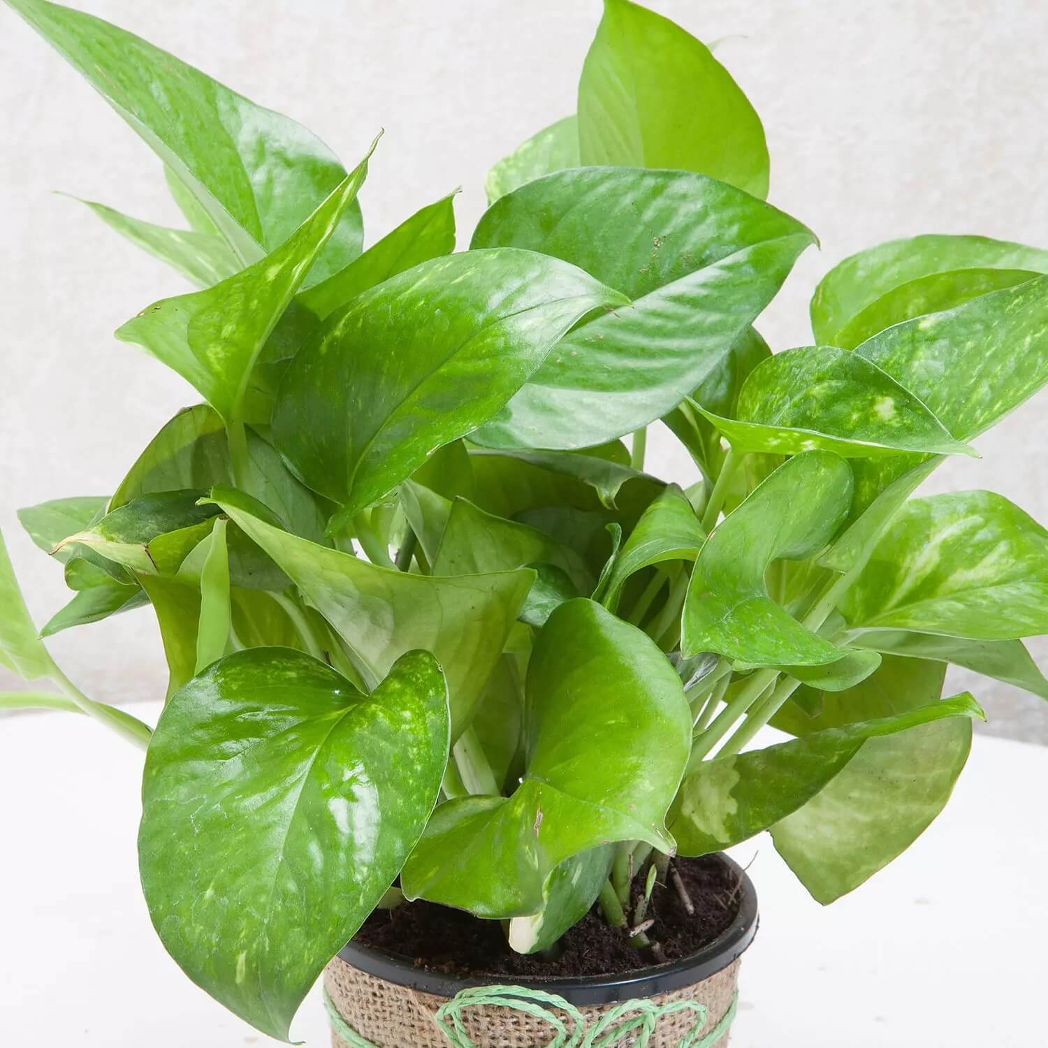green money plant images Buy Money Plant Online