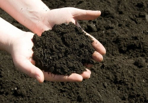vermicompost for indoor plants Organic Vermicompost