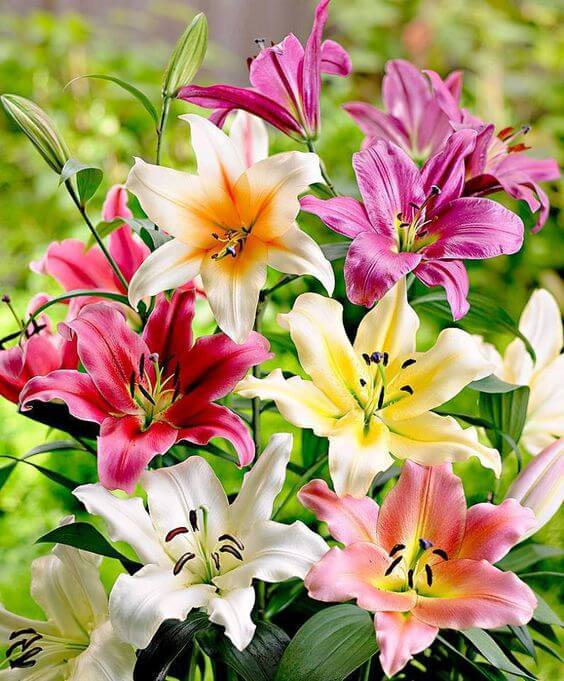 lilie flower Buy Oriental lily Imported Flower Bulbs Mixed