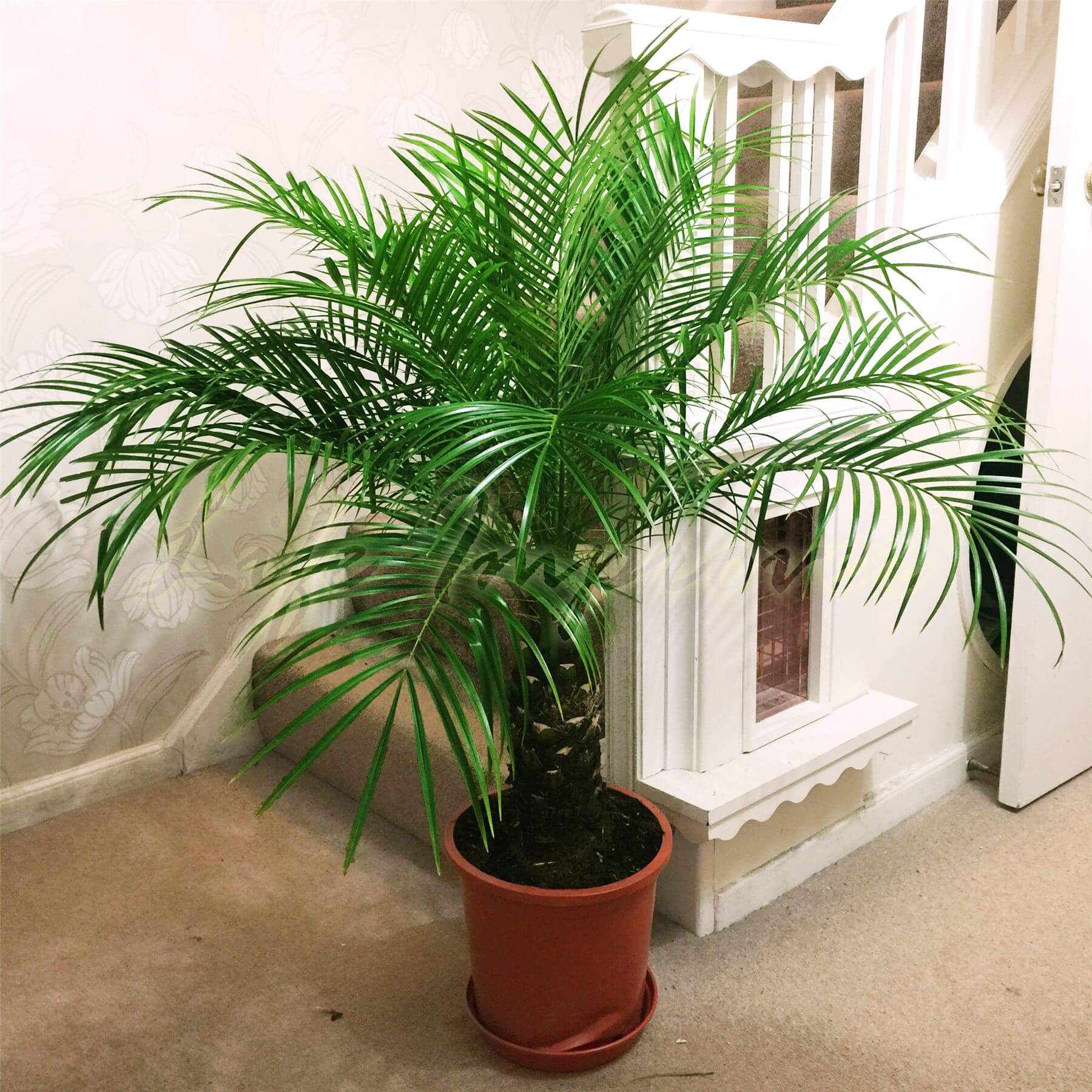 phoenix palm indoor plant care Phoenix Palm Plant Online