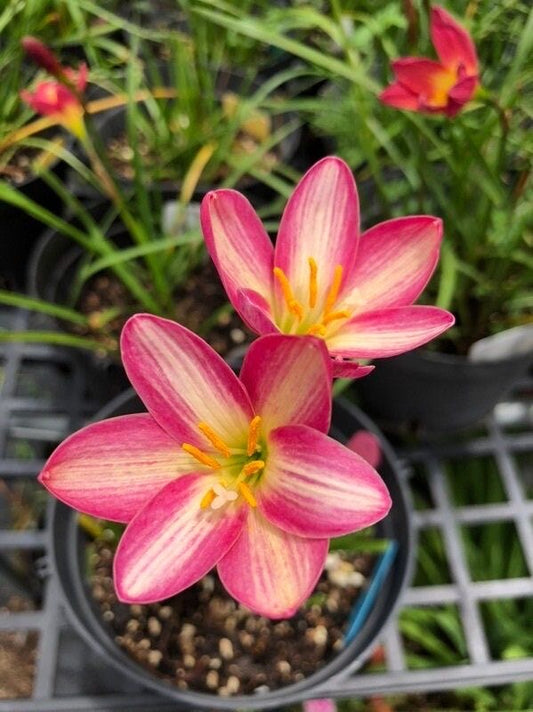 rain lily bulbs, mixed colors zephyranthes for home garden
