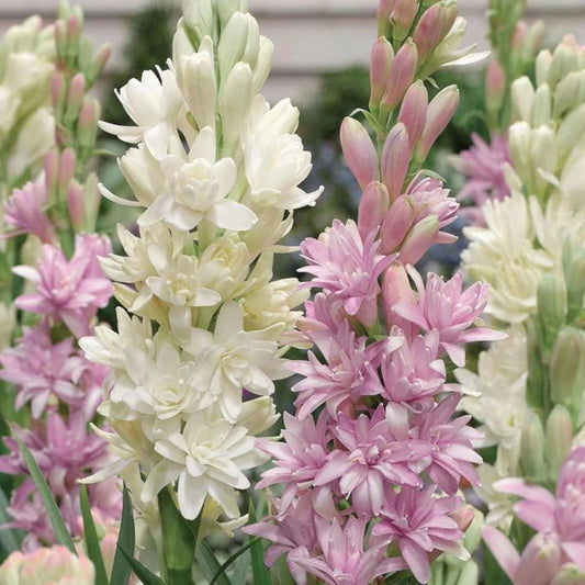 Rajnigandha tuberose fragrant white flowers blooming in home garden India