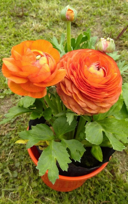 ranunculus flowers colorful layered blooms garden india