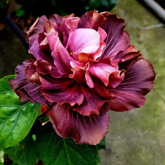 potted hibiscus live plant for balcony gardening India
