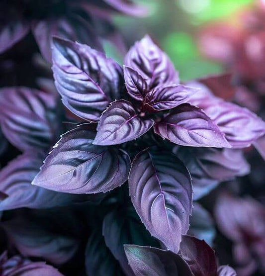 Sweet Basil Herb Seeds premium imported seeds pack
