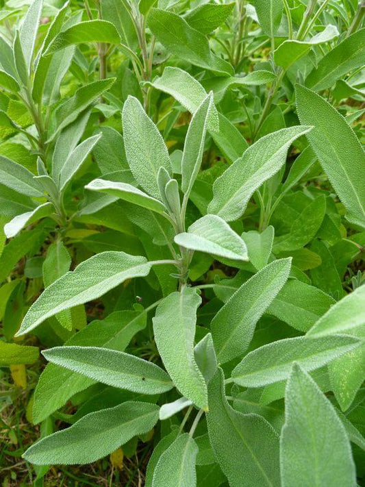 Sage herb imported seeds packet