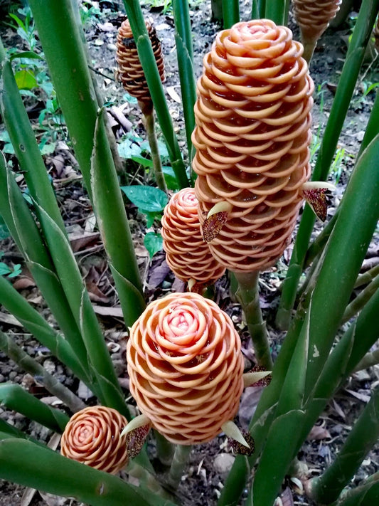 shampoo ginger flower bulbs exotic plant for home garden