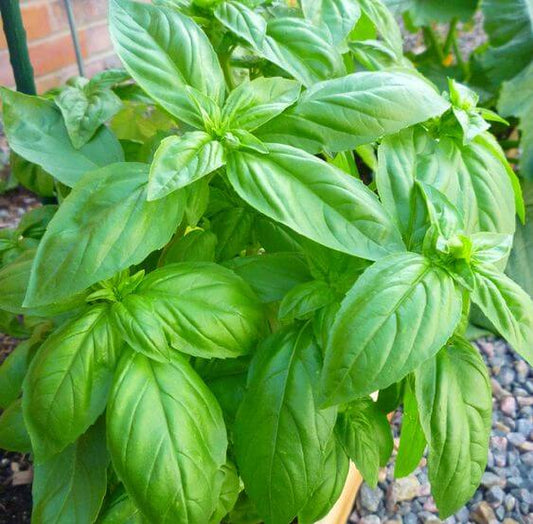 Red Basil Herb Seeds premium imported seeds pack