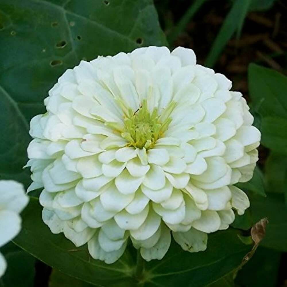 white flower seeds Buy Zinnia White Flower Seeds Online