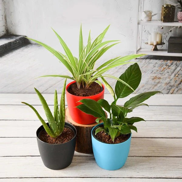 Indoor Plants