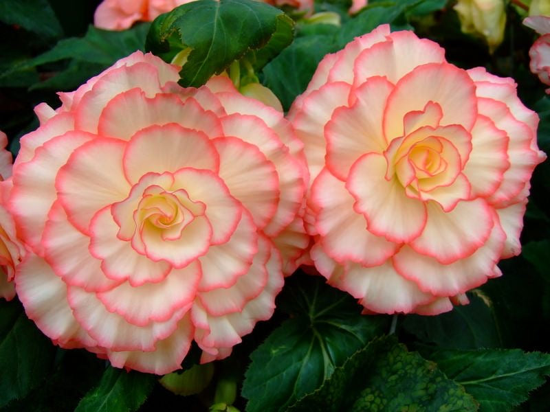 begonia flowers colorful blooming balcony garden India