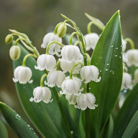 Lily Of The Valley Flower Bulbs Pack Of 2