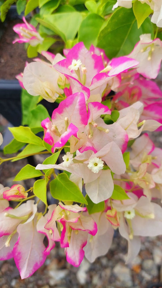 Imported Bougainvillea Flower Plant (2 Feet) – 1 Live Outdoor Flowering Plant