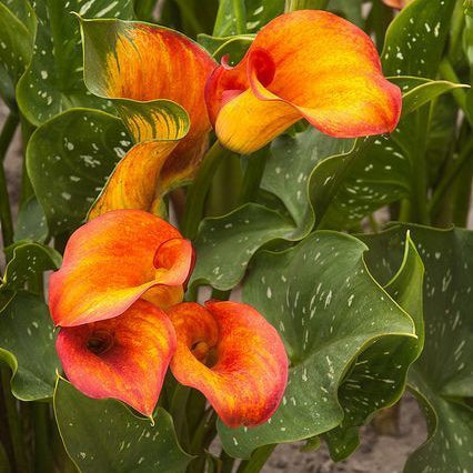 Imported Calla Lily Flower Bulbs – Pack of 2 Premium Zantedeschia Bulbs for Home & Garden Planting