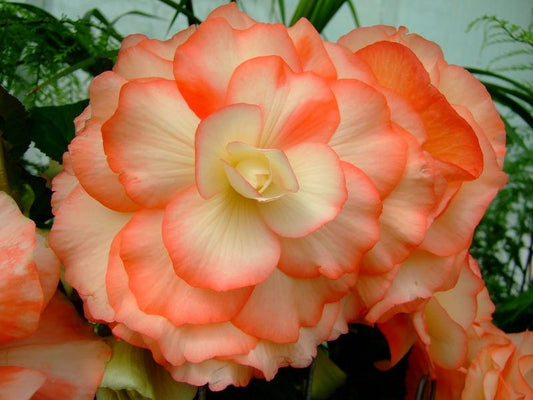 Begonia Flower Bulbs – Premium Quality Bulbs for Home & Garden Pack Of 5 Bulbs