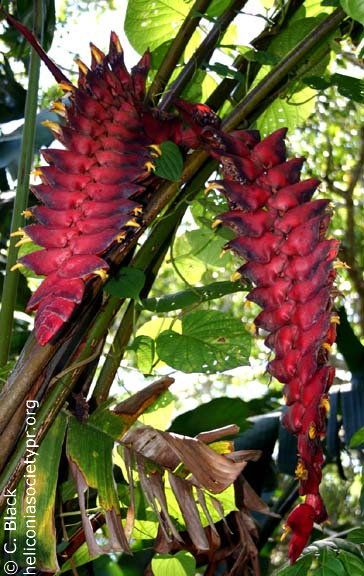 Heliconia Flower Bulbs – Pack of 2 Premium Tropical Flower Bulbs for Garden & Pots
