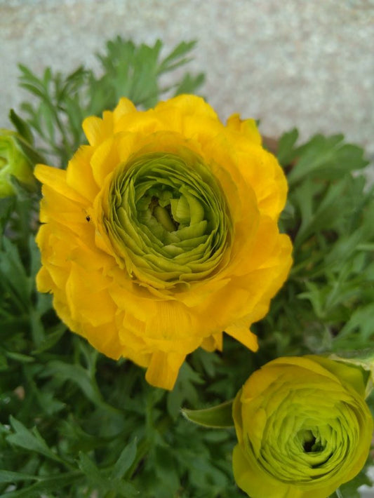 Imported Ranunculus Flower Bulbs – Pack of 2 Premium Blooming Bulbs for Home Garden