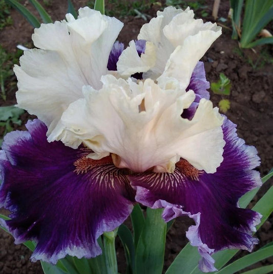 Bearded Iris Flower Bulbs Pack of 2 Bulbs – Premium Exotic Bloom