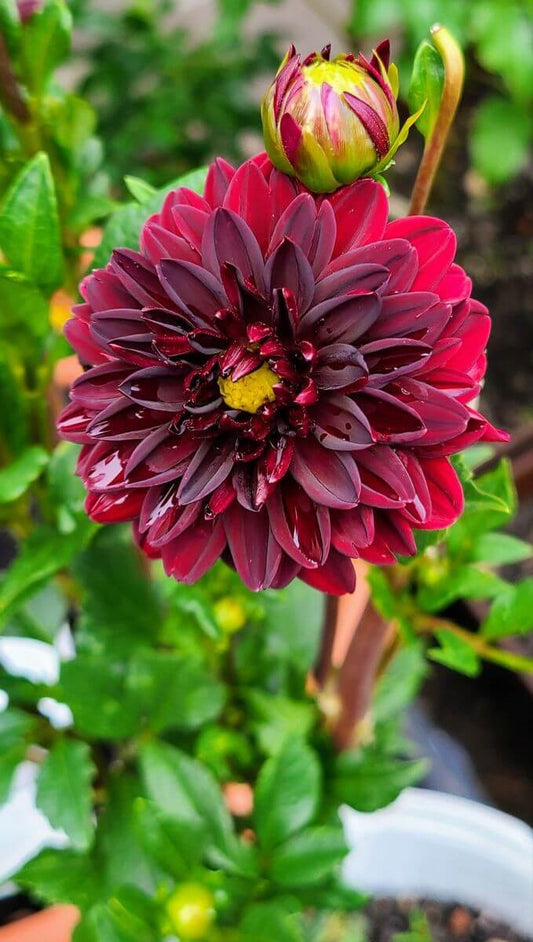 Dahlia Red Imported Flower Bulbs 2