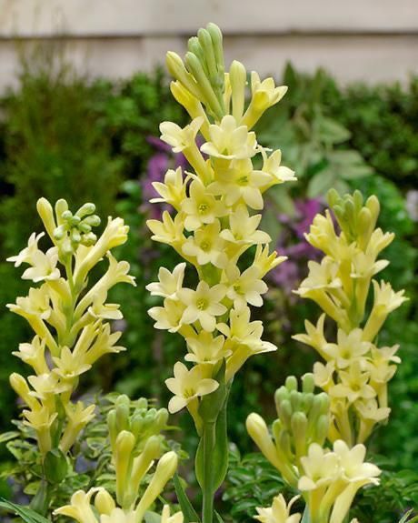 Imported Pink Rajnigandha (Tuberose) Bulbs – Pack of 5