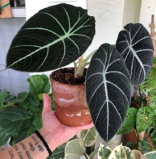 Alocasia Imported Flower Bulbs Dark Green