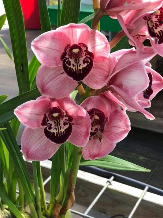 Orchid Imported Flower Plants