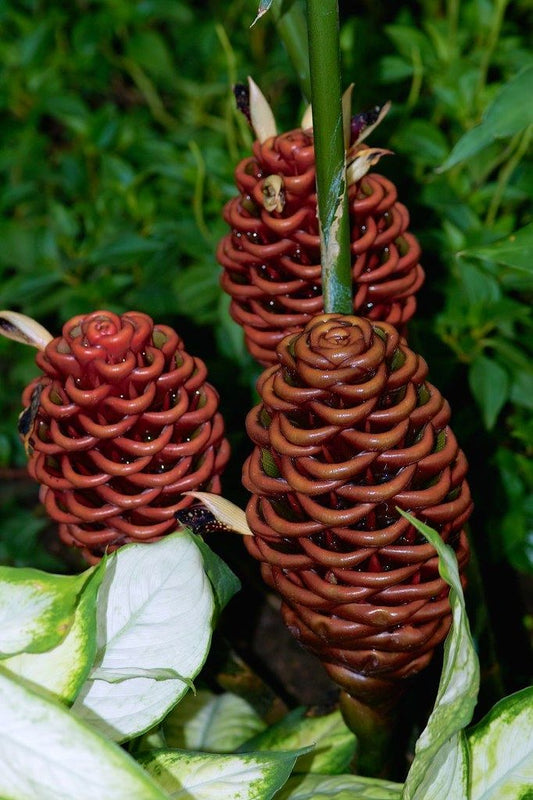 Ginger Flower Bulbs – Premium Rhizomes for Beautiful Blooming Ginger Plants Pack Of 5 Bulbs