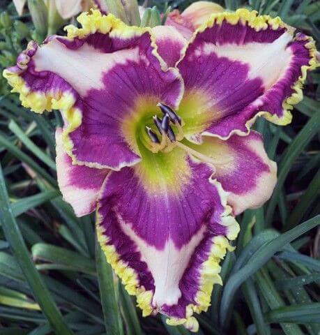 Day lily Imported Flower Bulbs Light Purple