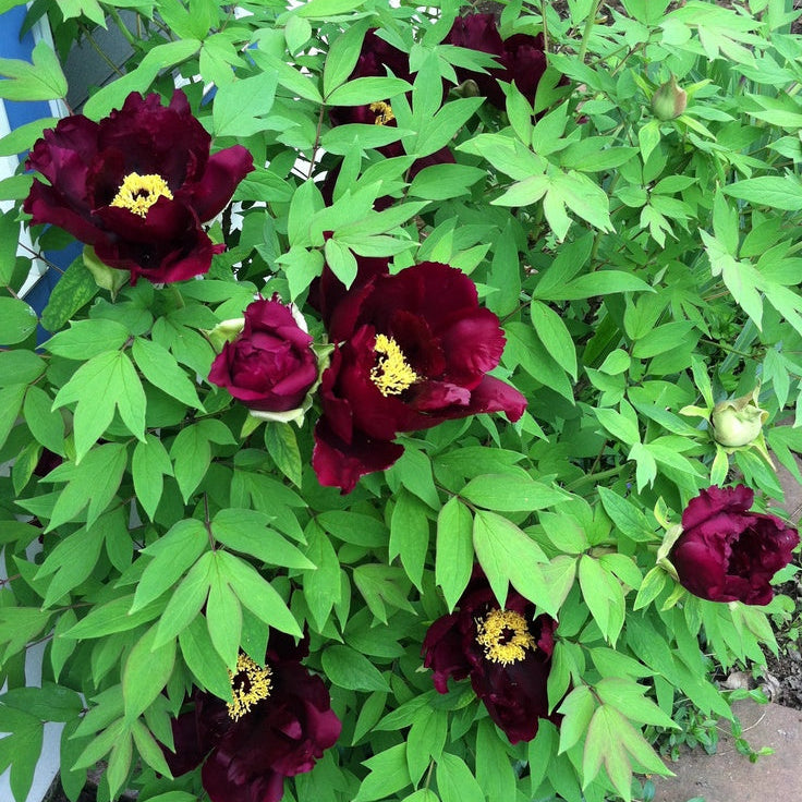tree peony plant large blooming flowers garden India