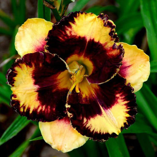 Day lily Imported Flower Bulbs Yellow