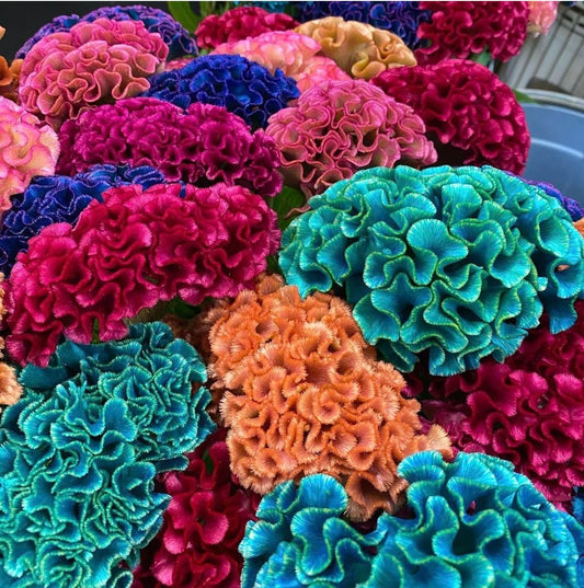 Imported Cockscomb Flower Seeds