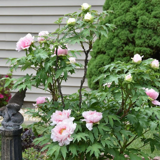Imported Tree Peony Flower Plant – 1 Piece (Approx. 2 Feet Height)