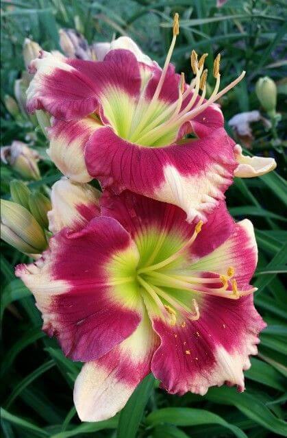 Day lily Imported Flower Bulbs Pink